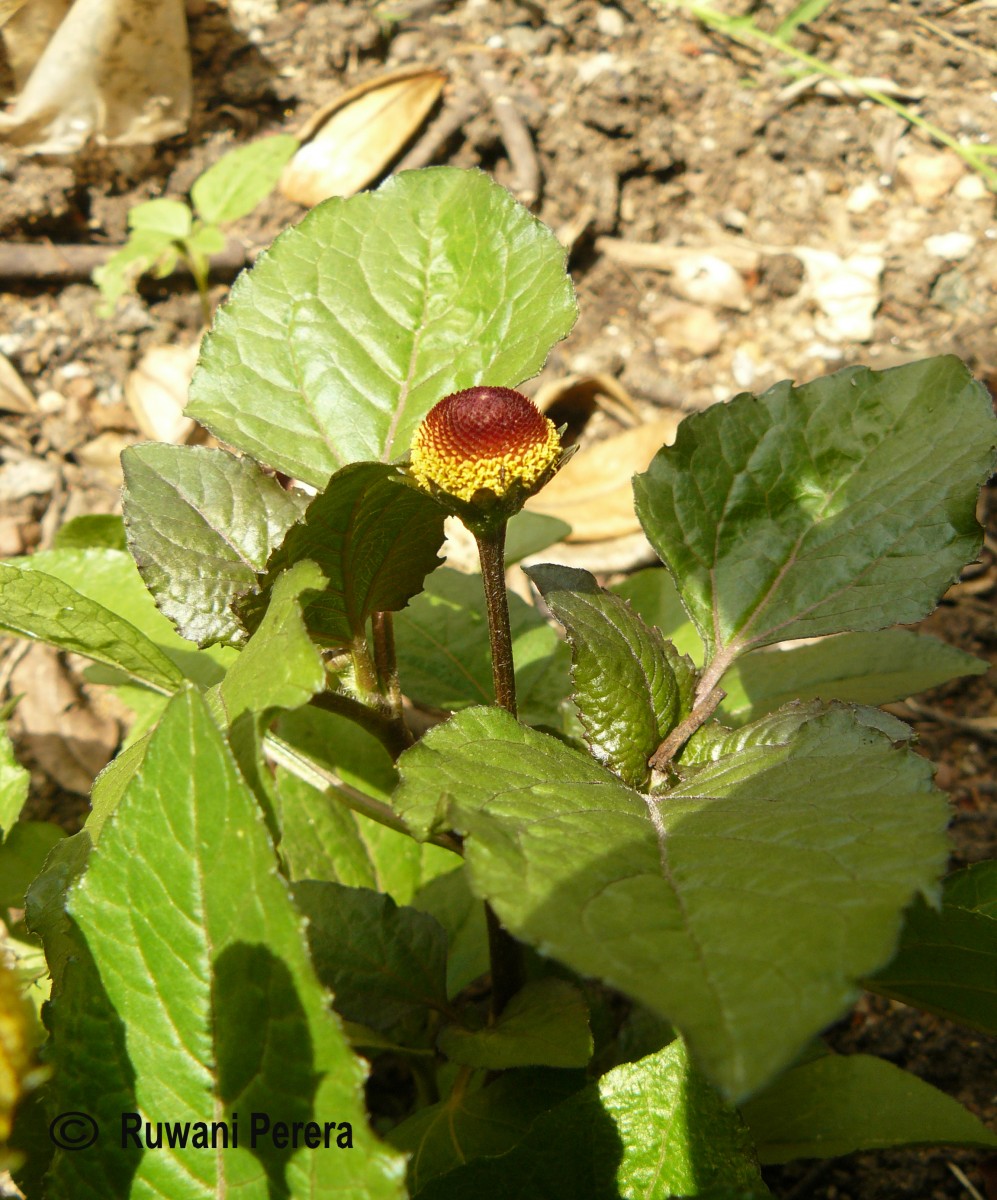 Acmella oleracea (L.) R.K.Jansen